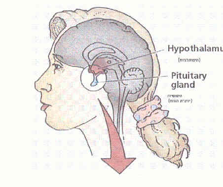 איור מוח אישה וראשה של האישה וחץ על ההיפותלמוס והגלנד